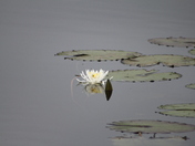 St. Marks Natiional Wildlife Refuge