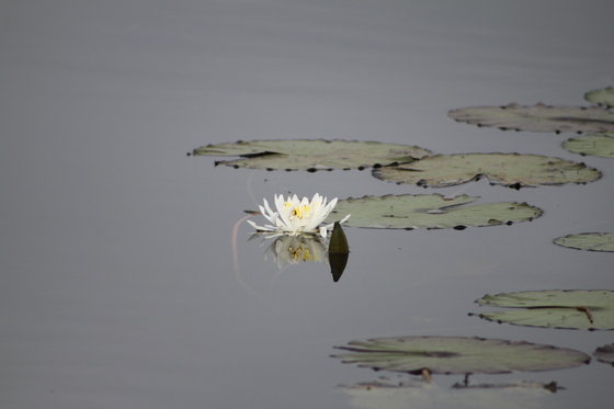 St. Marks Natiional Wildlife Refuge