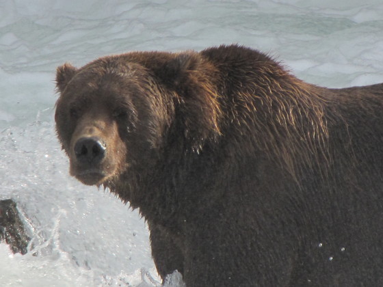 Katmai Nat'l.Park & Preserve