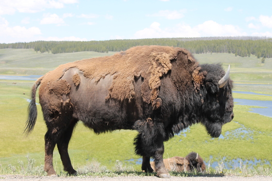 Yellowstone National Park