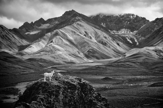 Denali National Park & Preserve