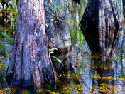 Big Cypress National Preserve