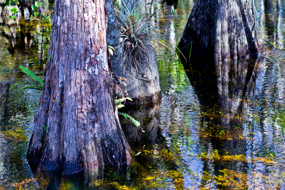 Big Cypress National Preserve