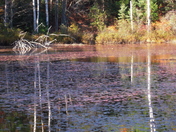 Hiawatha National Forest
