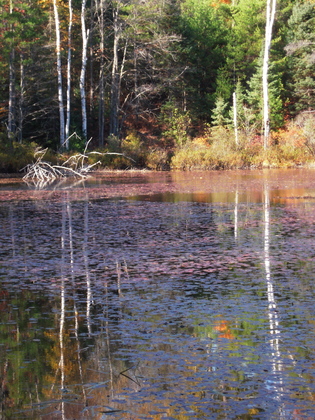 Hiawatha National Forest