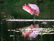 Everglades National Park