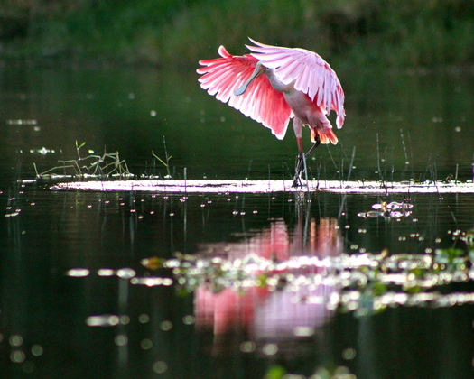 Everglades National Park