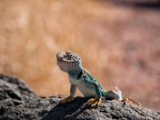 Petrified Forest National Park
