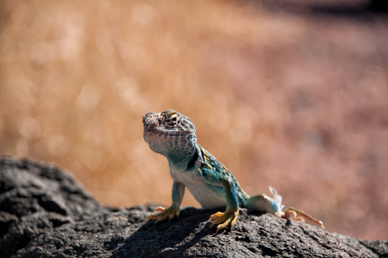 Petrified Forest National Park