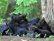 Great Smoky Mountains