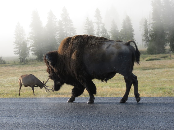Yellowstone