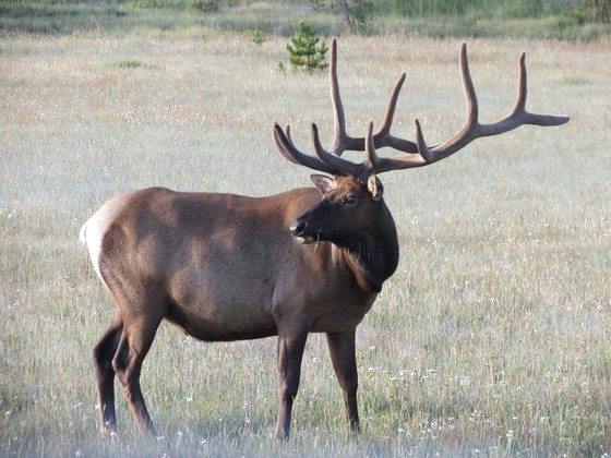 Yellowstone
