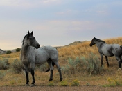 Theodore Roosevelt National Park