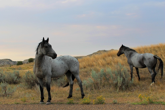 Theodore Roosevelt National Park