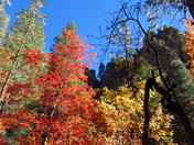 Cononino National Forest