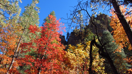 Cononino National Forest