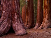 Yosemite National Park