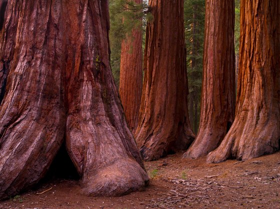 Yosemite National Park