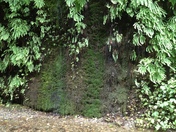 Redwood National Park