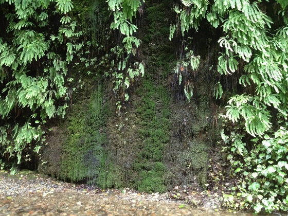 Redwood National Park