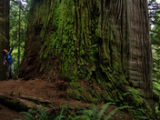 Redwood National Park
