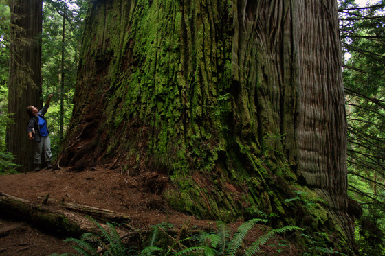 Redwood National Park