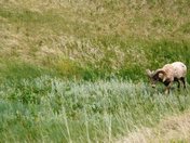 Badlands National Park