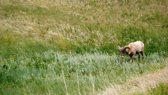 Badlands National Park