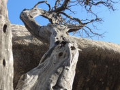 Joshua Tree National Park