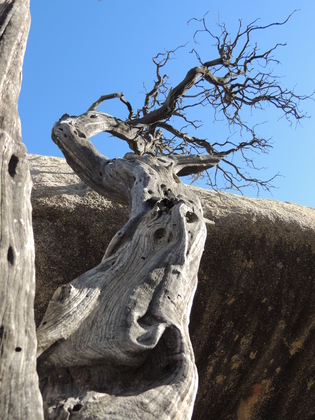 Joshua Tree National Park