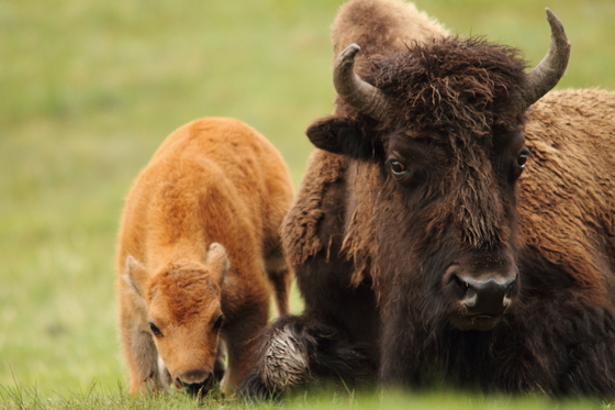 Yellowstone National Park