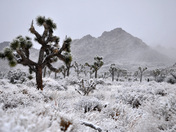 Joshua Tree National Park