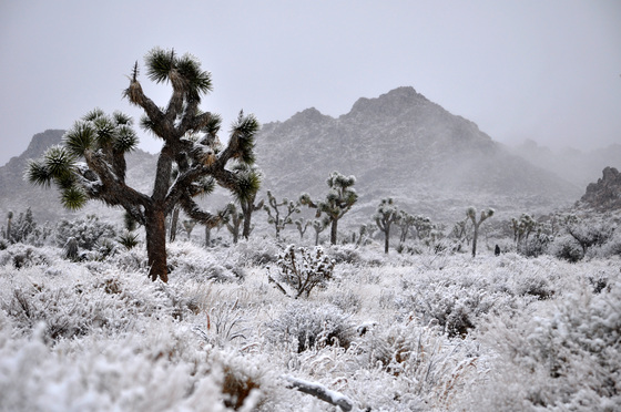 Joshua Tree National Park