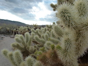 Joshua Tree National Park
