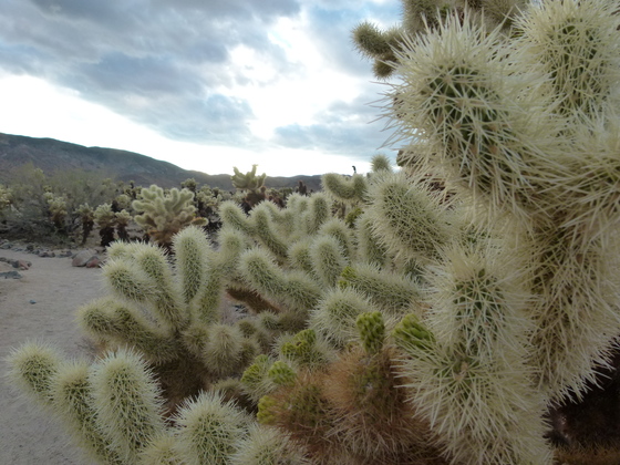 Joshua Tree National Park