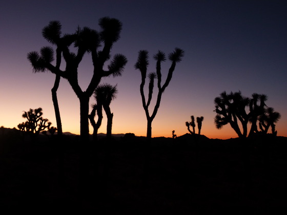 Joshua Tree National Park