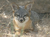 Channel Islands National Park