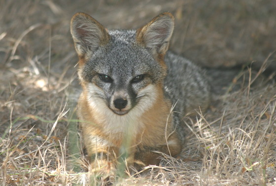 Channel Islands National Park