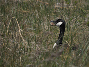 Parker river wildlife refuge