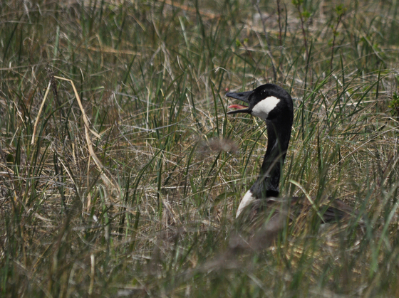 Parker river wildlife refuge