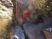 Joshua Tree National Park
