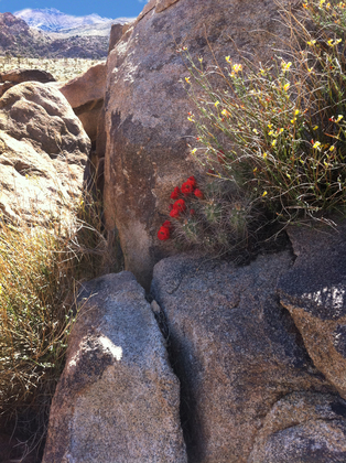 Joshua Tree National Park