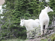 Glacier National Park