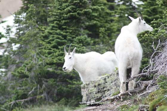 Glacier National Park