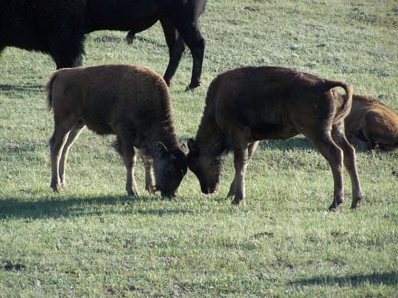 Yellowstone National Park