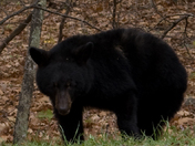Shenandoah National Park