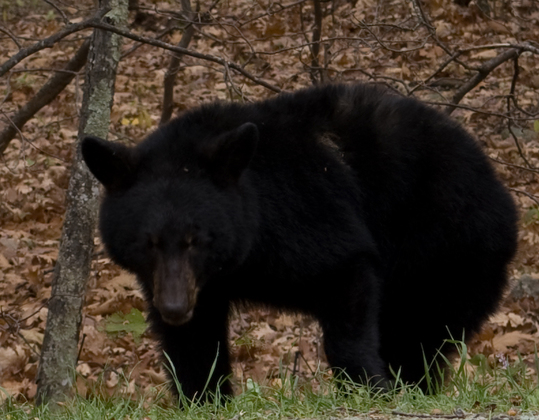 Shenandoah National Park
