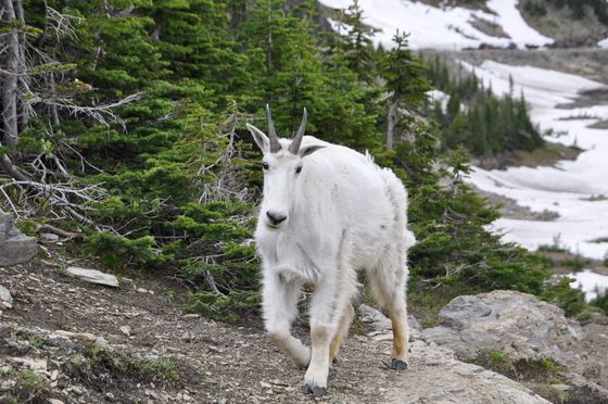 Glacier National Park