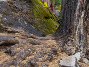 Sequoia National Park