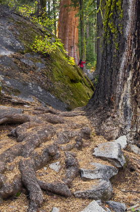 Sequoia National Park